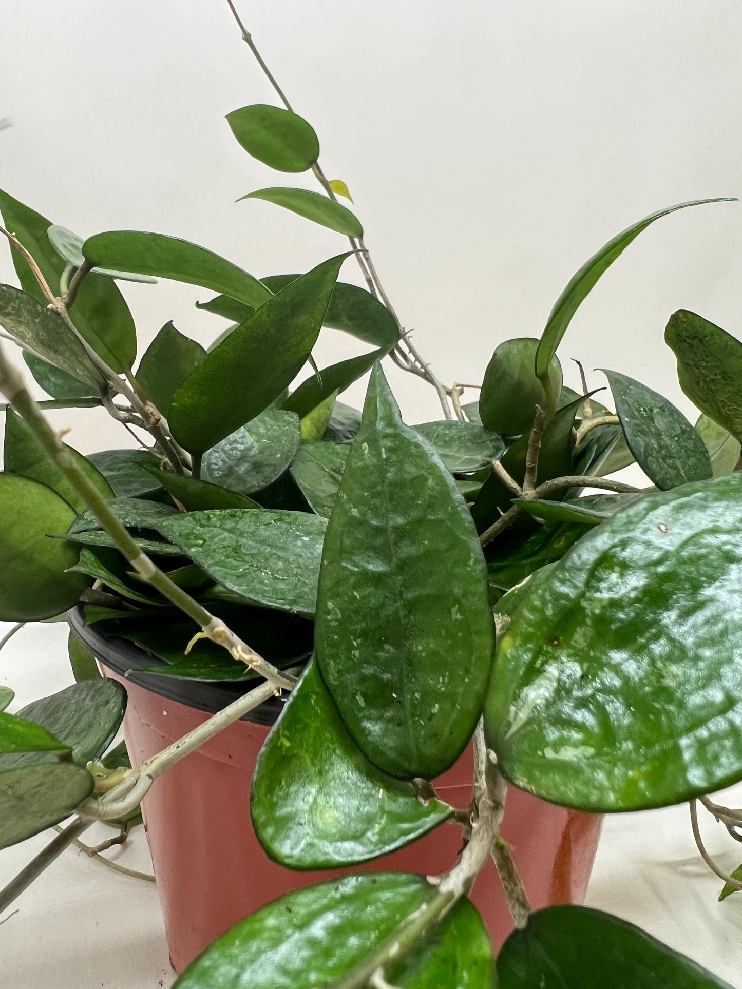 Hoya ‘Black Margin’ – Rare Trailing Tropical Houseplant