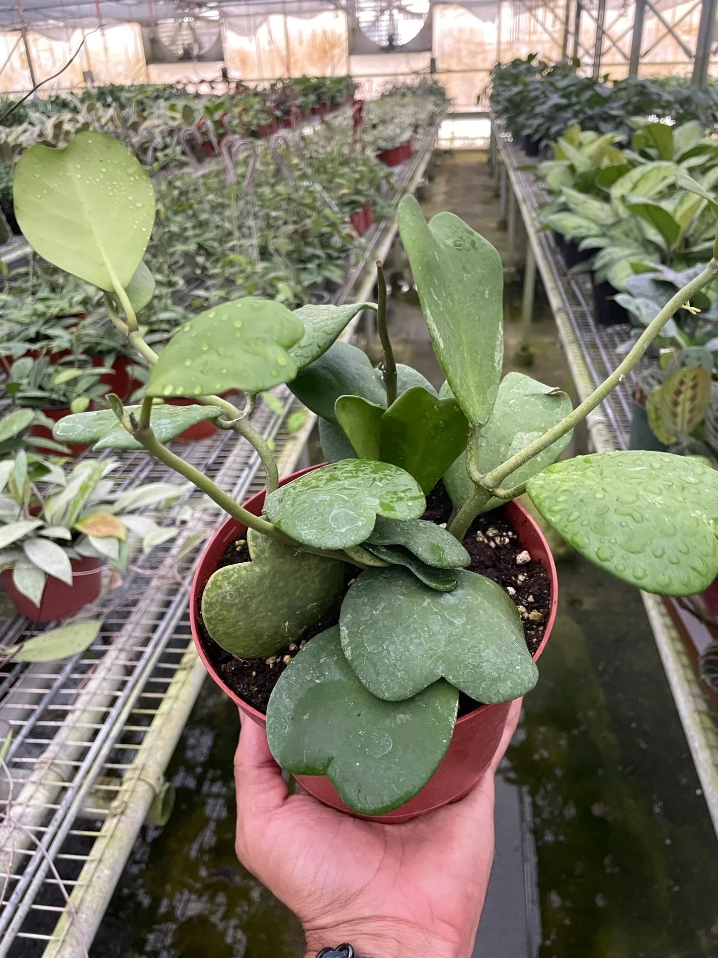 Hoya ‘Sweetheart’ – Heart-Shaped Easy-Care Indoor Plant