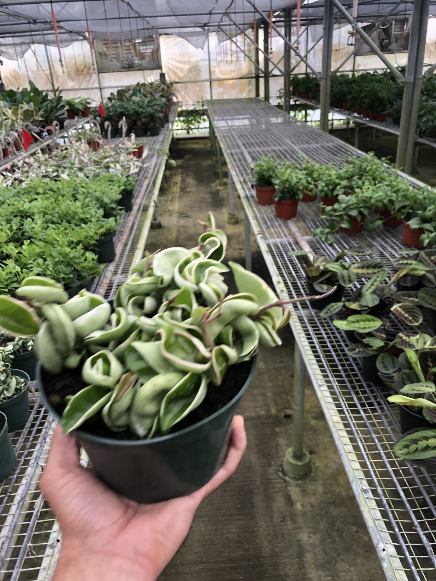 Hoya ‘Rope Plant’ Variegated – Rare Trailing Indoor Houseplant