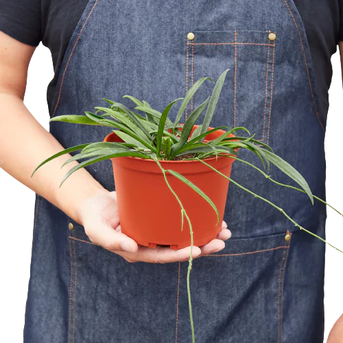 Hoya ‘String Bean’ – Rare Trailing Tropical Houseplant