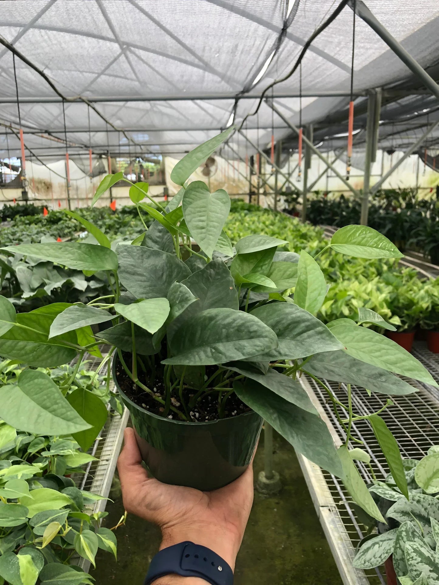 Pothos ‘Cebu Blue’ – Trailing Easy-Care Air-Purifying Indoor Plant