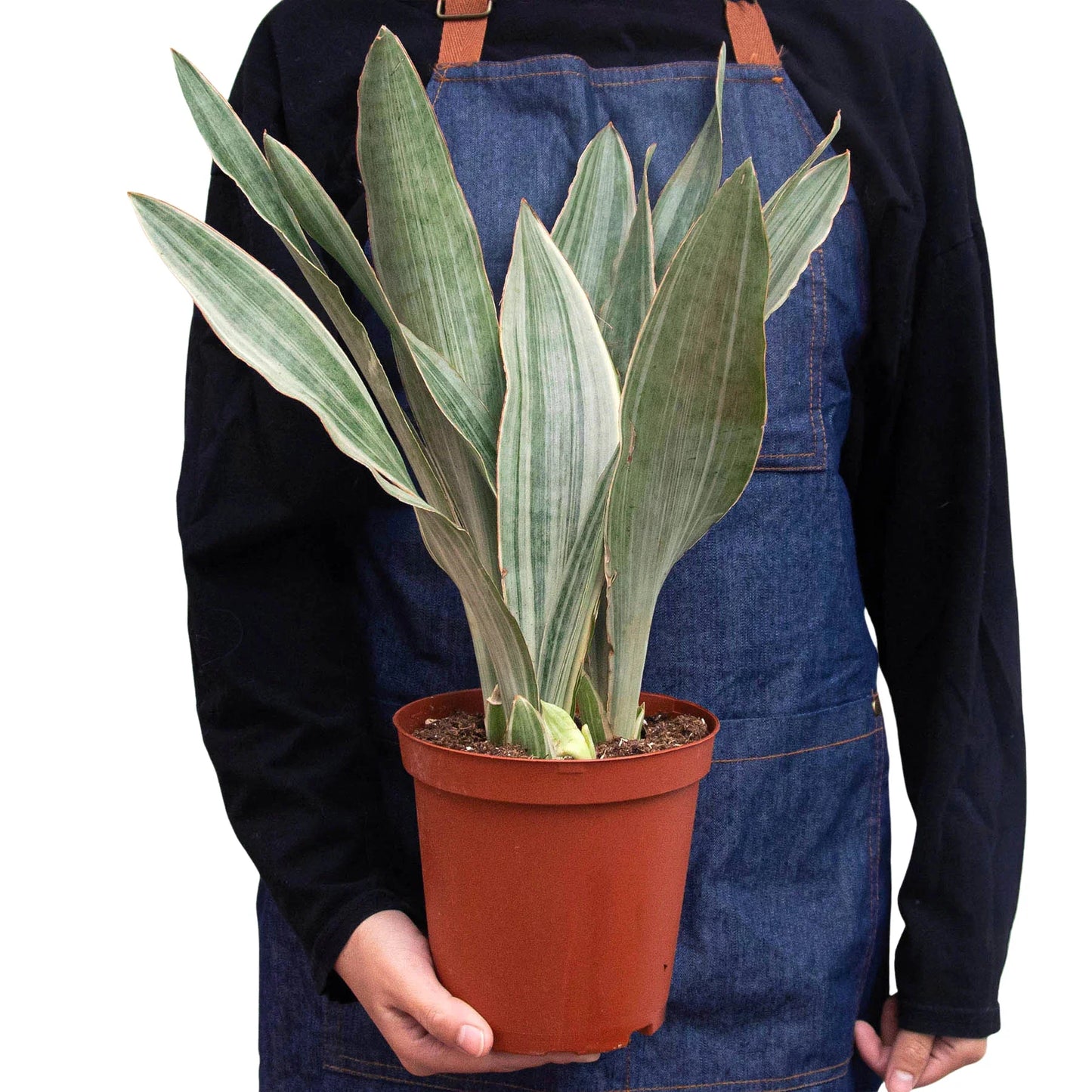 Snake Plant ‘Sayuri’ – Elegant Silver Foliage Air-Purifying Houseplant