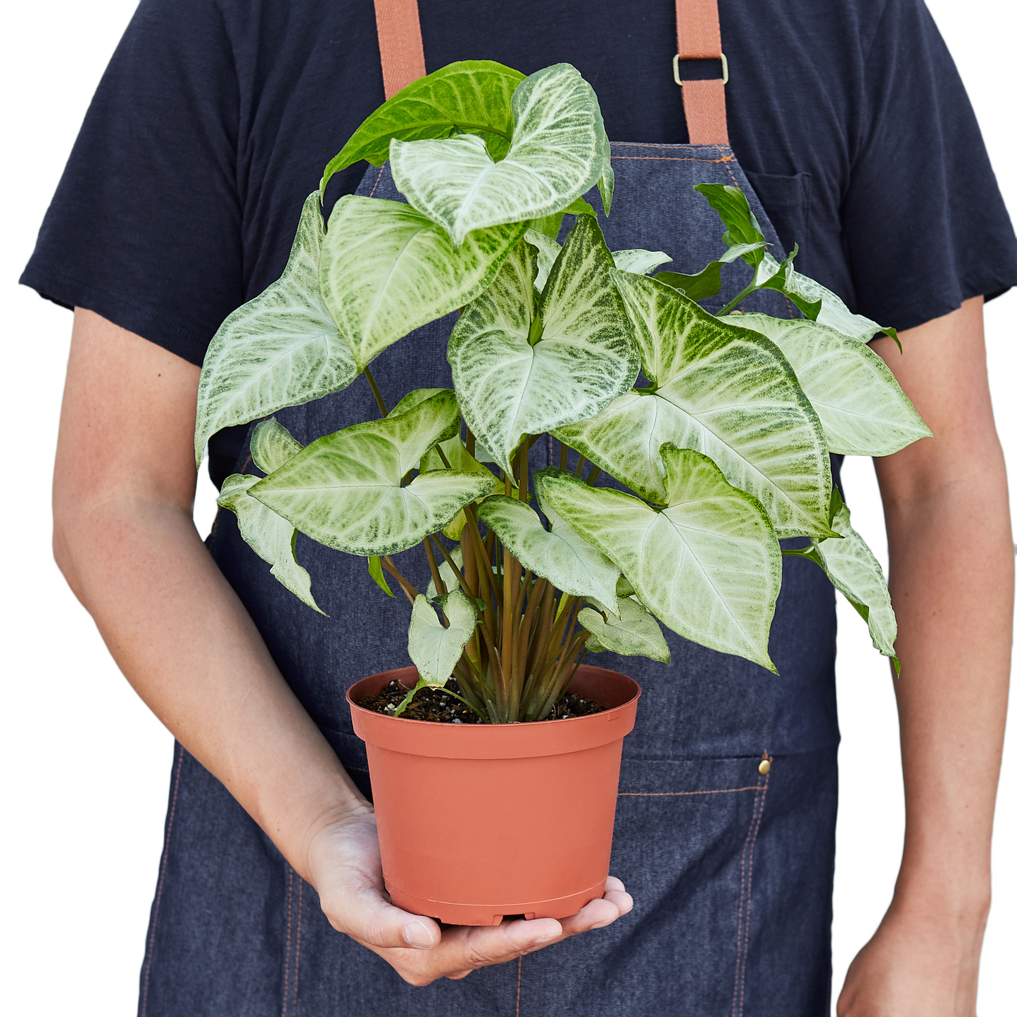 Mariposa Blanca Syngonium