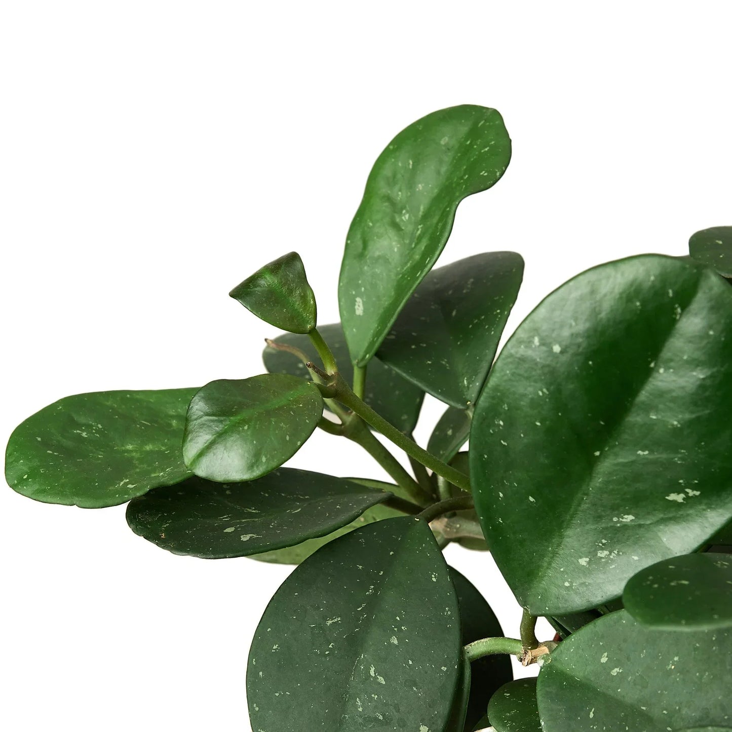 Hoya Obovata – Round-Leaf Tropical Indoor Houseplant