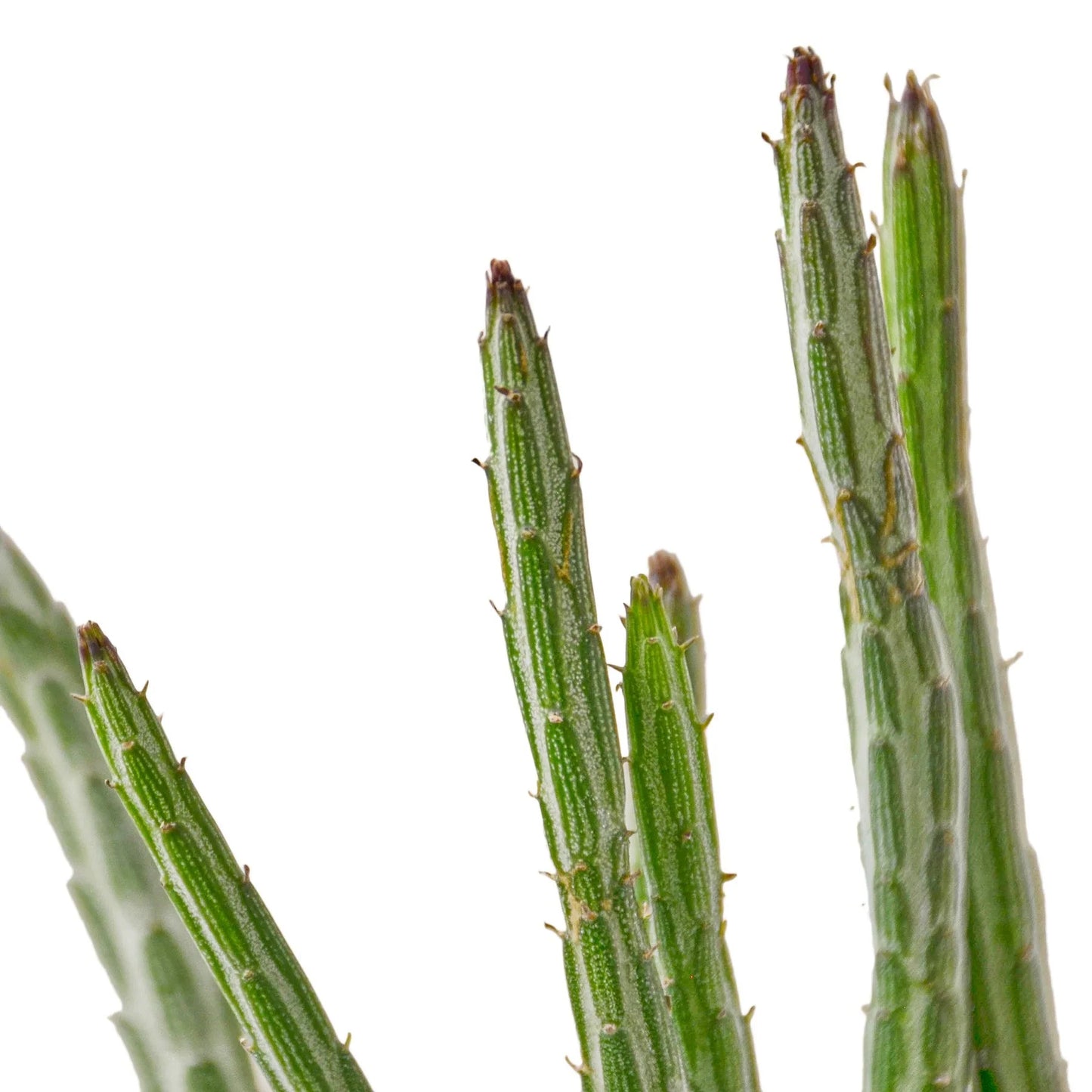 Senecio Stapeliiformis ‘Pickle Plant’ – Unique Succulent Indoor Plant