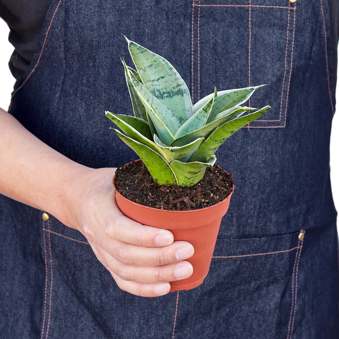 Snake Plant ‘Starlight’ – Variegated Low-Light Air-Purifying Houseplant