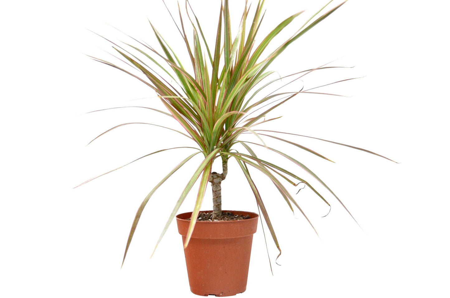 Dracaena ‘Red Margined’ – Hardy Low-Light Indoor Houseplant