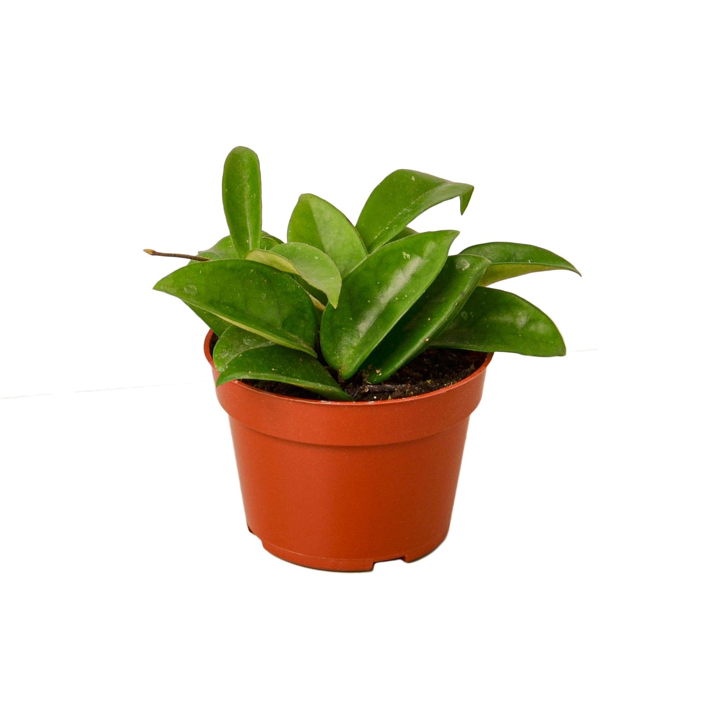 Hoya Carnosa – Classic Wax Plant Easy-Care Indoor Houseplant