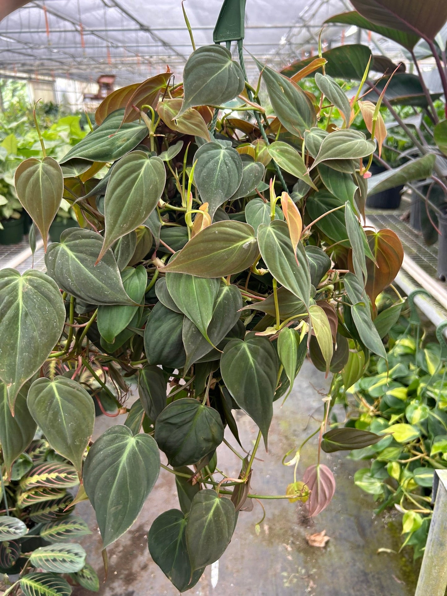 Philodendron ‘Velvet’ – Exotic Foliage Decorative Indoor Houseplant