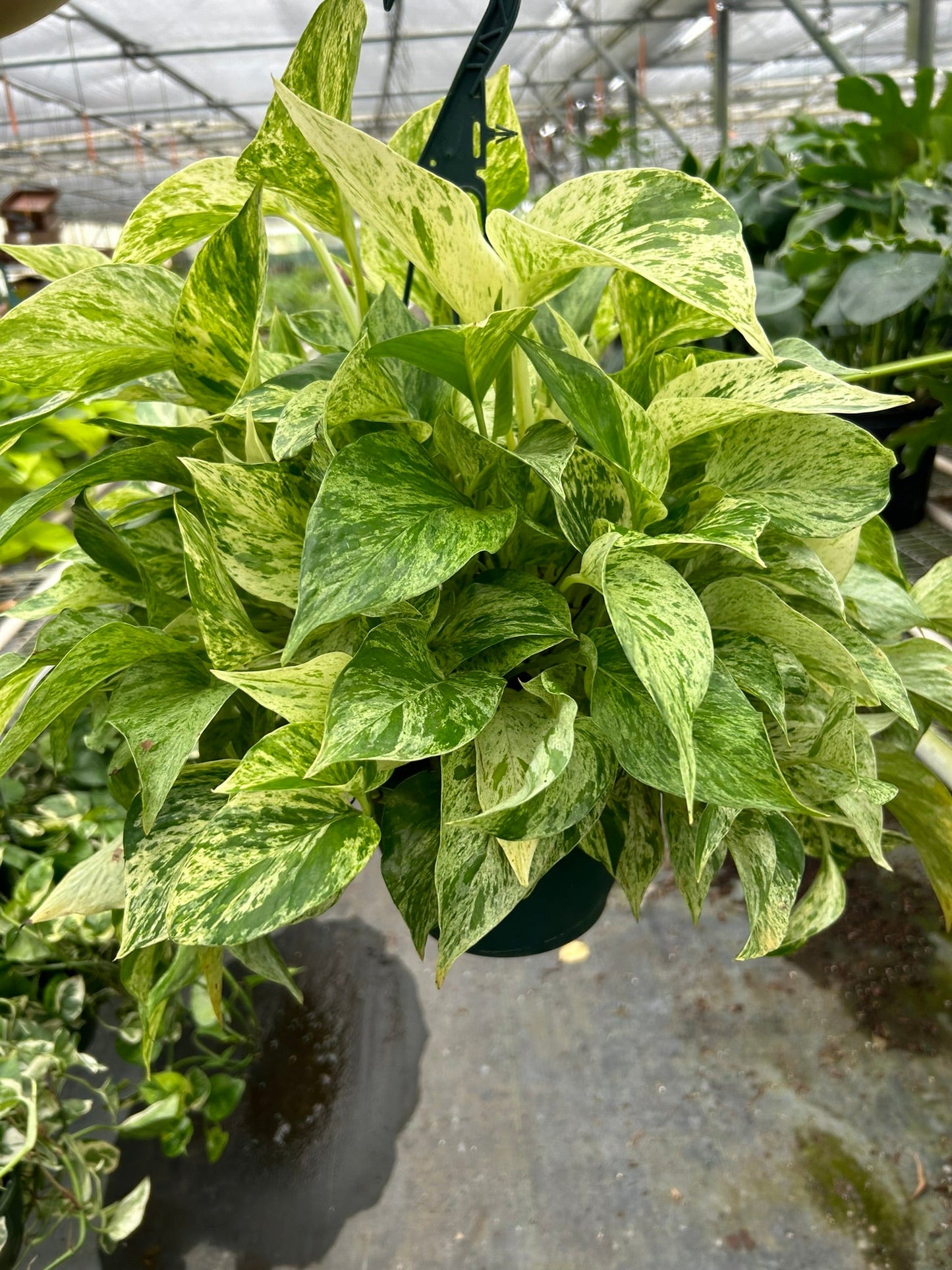 Pothos ‘Marble Queen’ – Variegated Low-Maintenance Trailing Plant