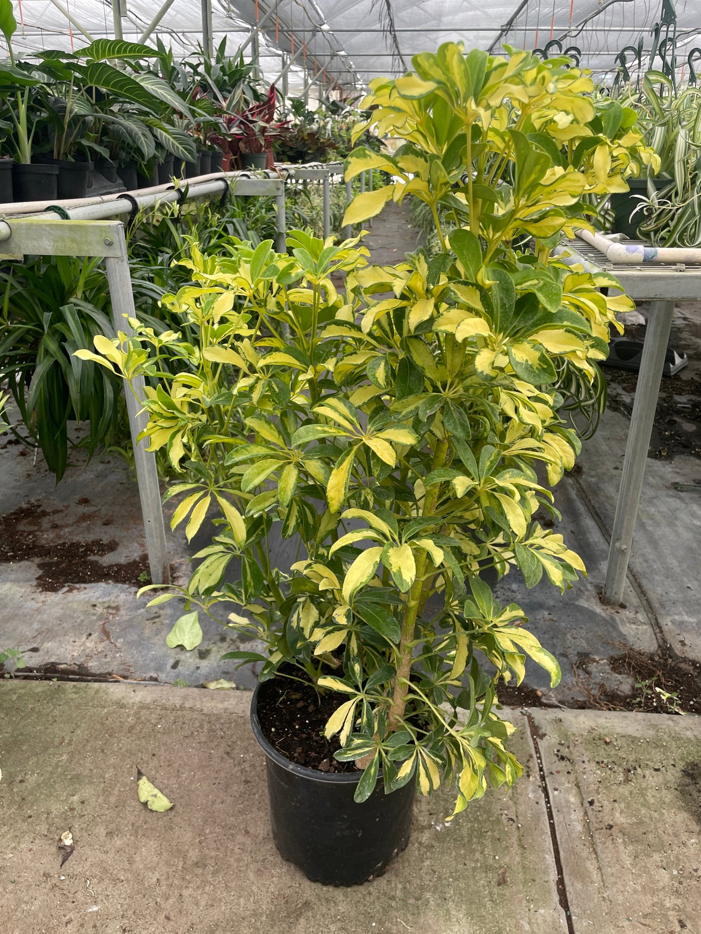 Schefflera Variegated – Tropical Decorative Indoor Houseplant