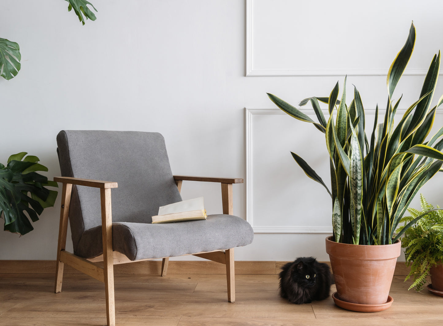 Paquete trío de plantas de interior que admite mascotas - No tóxico - Paquete de 3 + guías de libros electrónicos GRATIS