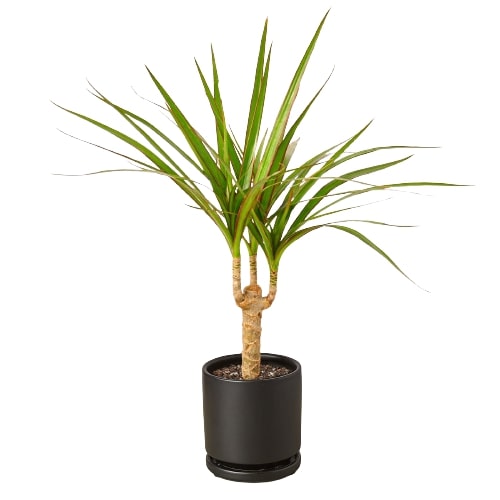 Dracaena Marginata Cane – Hardy Low-Light Indoor Houseplant