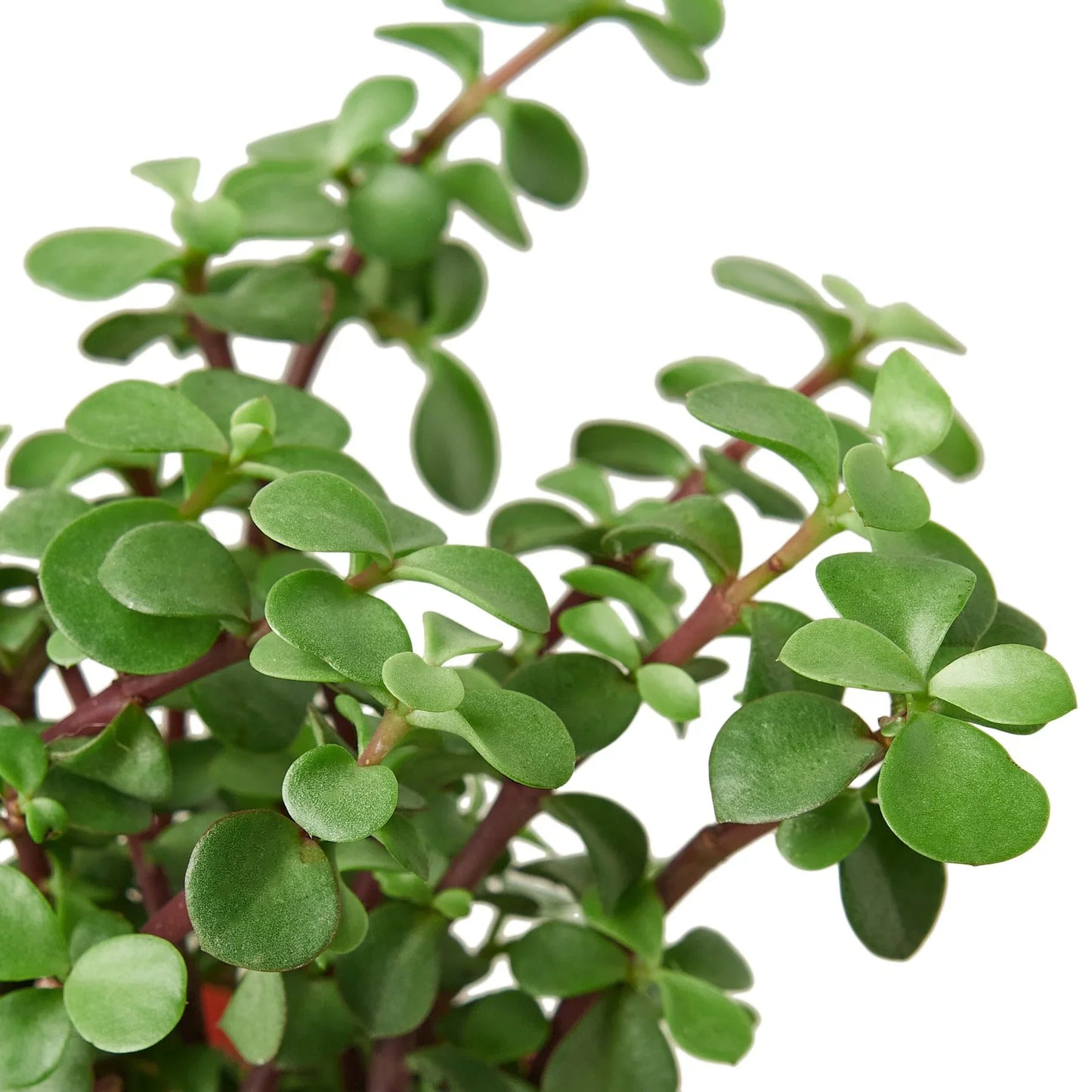 Succulent ‘Elephant Bush’ – Drought-Tolerant Easy-Care Houseplant