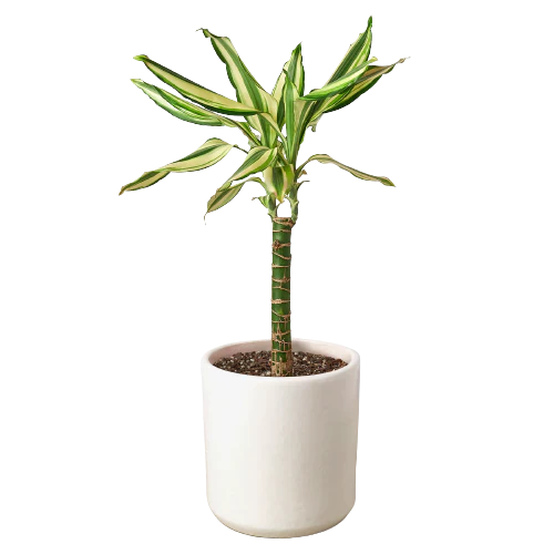 Dracaena ‘Sted Sol Cane’ – Hardy Low-Light Indoor Houseplant