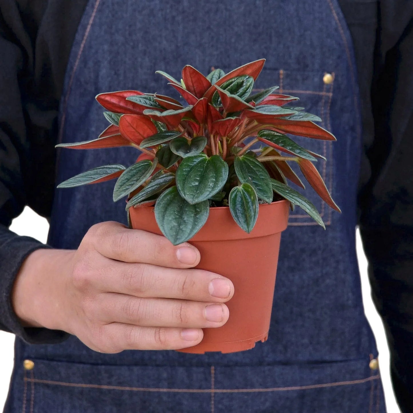 Peperomia Rosso – Vibrant Foliage Easy-Care Indoor Plant