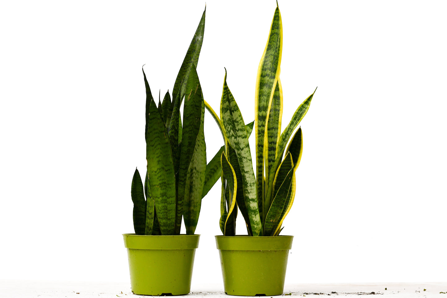 Snake Plant Variety Pack