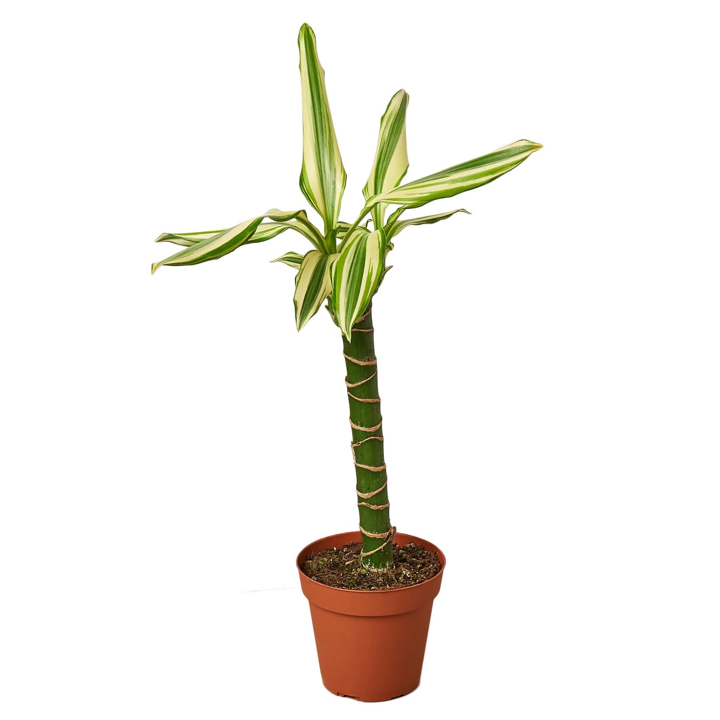 Dracaena ‘Sted Sol Cane’ – Hardy Low-Light Indoor Houseplant