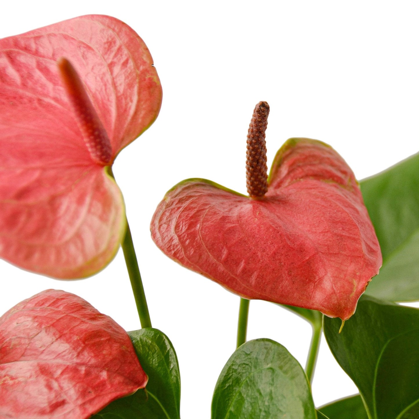 Anthurium ‘Pink’ – Rare Flowering Tropical Indoor Plant
