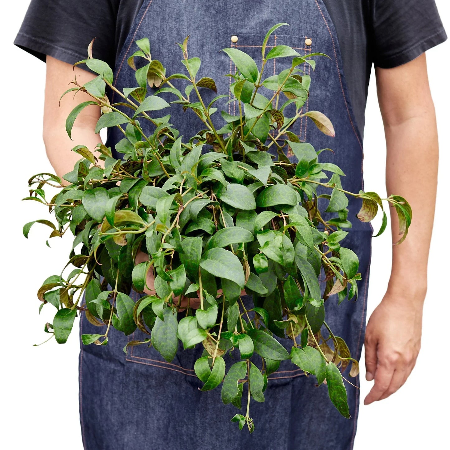 Lipstick Plant ‘Black Pagoda’ – Trailing Flowering Indoor Houseplant