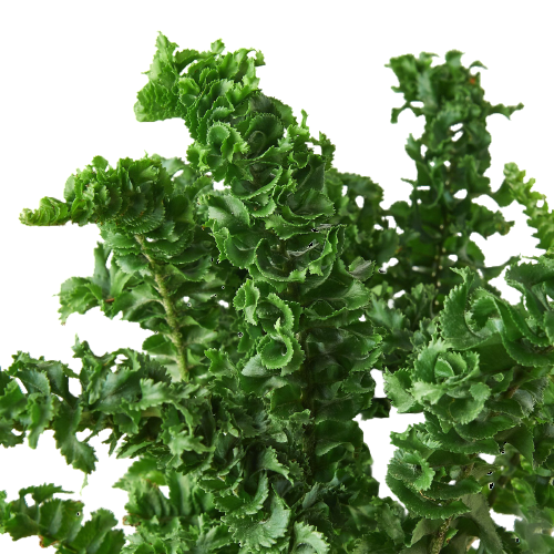 Curly Boston Fern