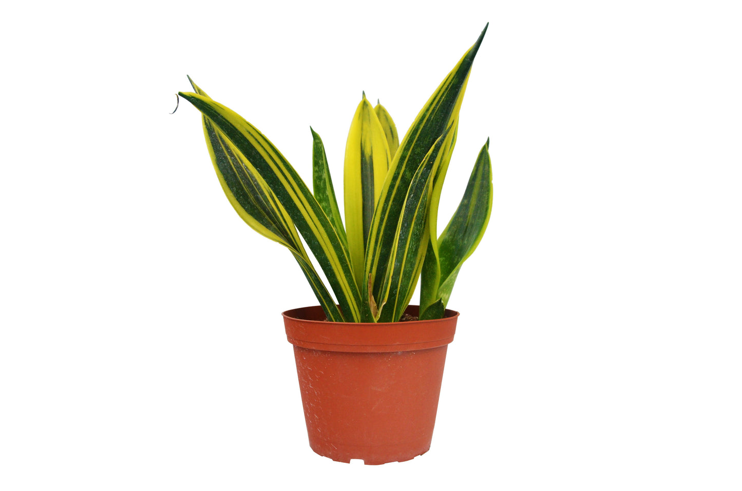 Snake Plant ‘Gold Flame’ – Bright Foliage Easy-Care Indoor Plant