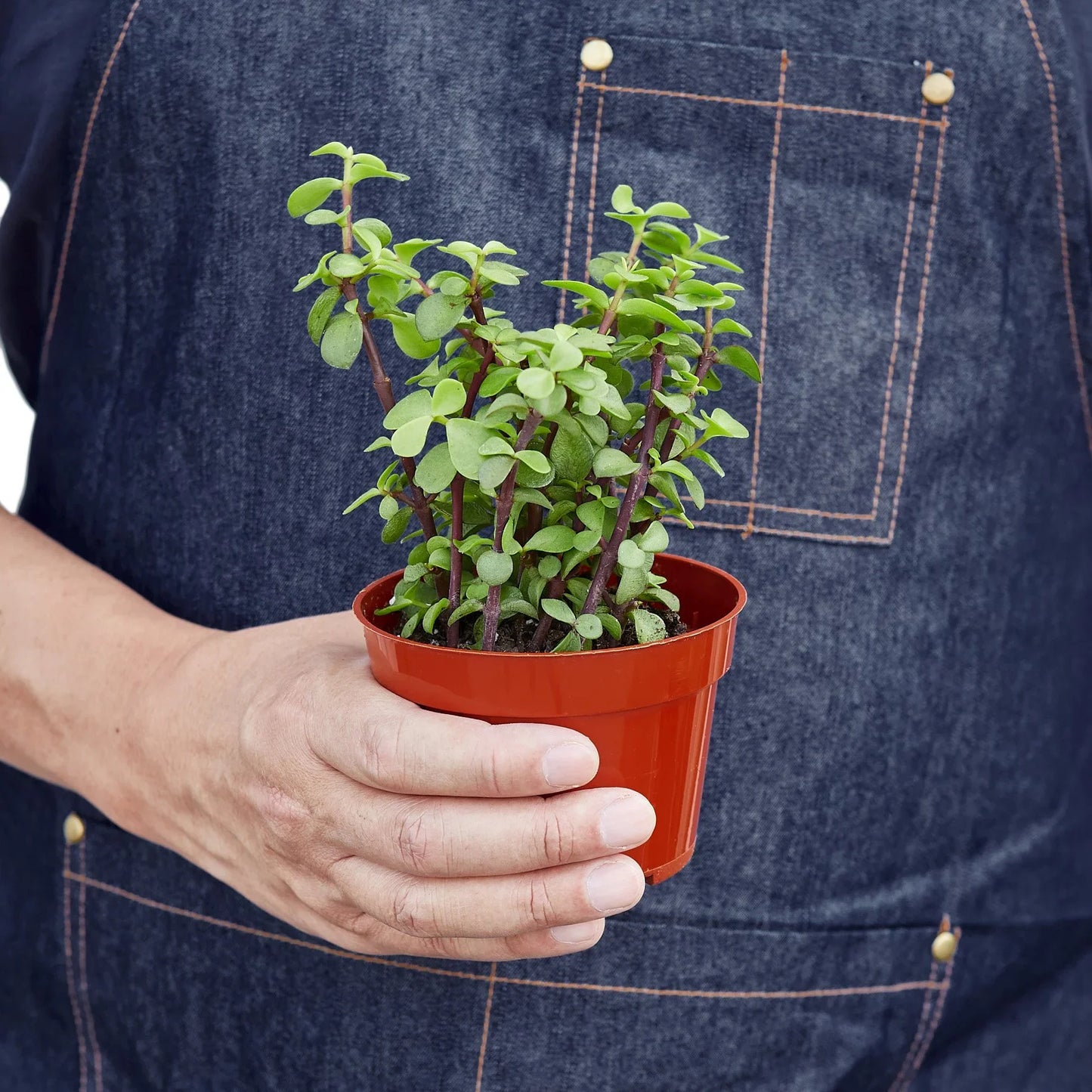 Succulent ‘Elephant Bush’ – Drought-Tolerant Easy-Care Houseplant