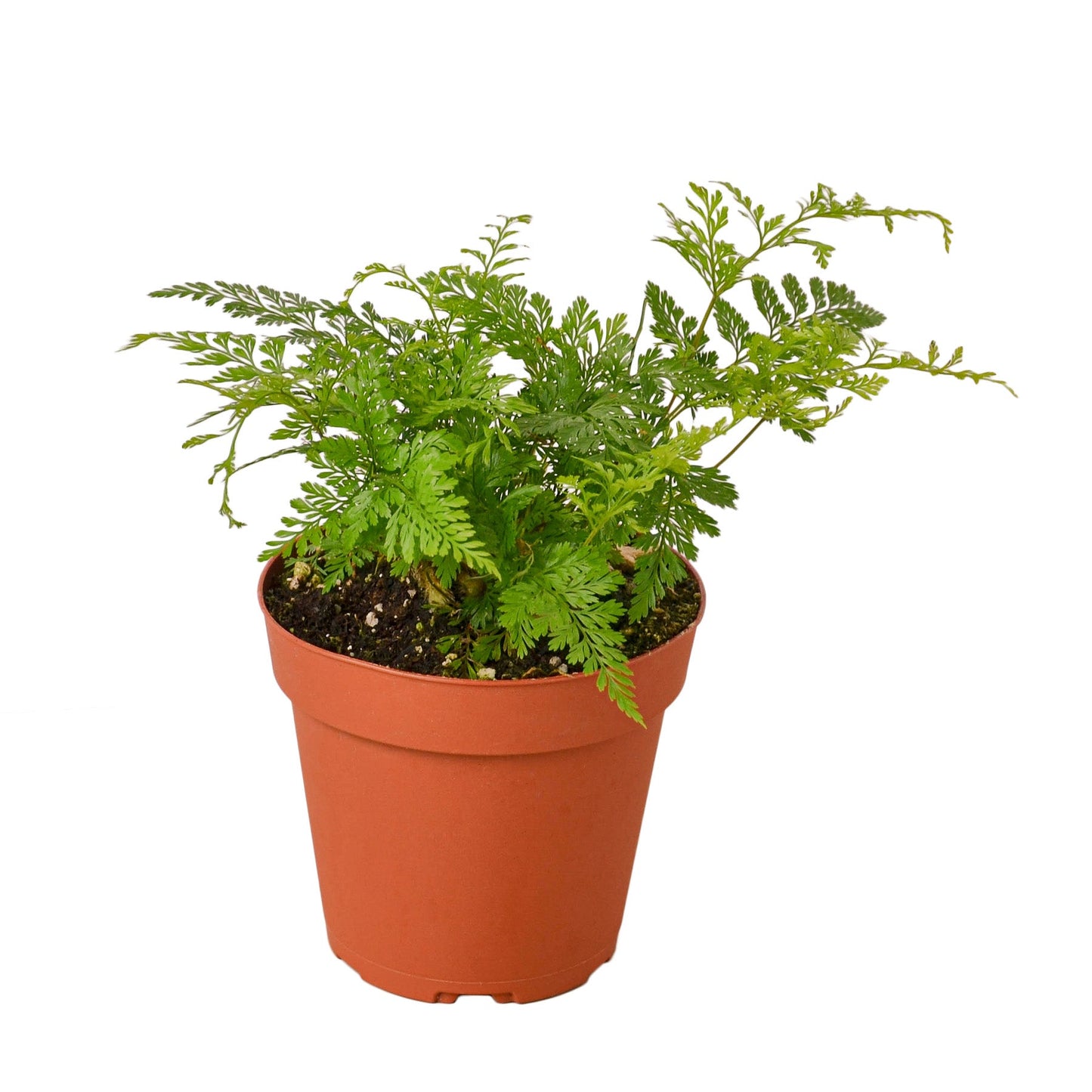 Rabbit’s Foot Fern – Unique Hardy Low-Maintenance Indoor Plant