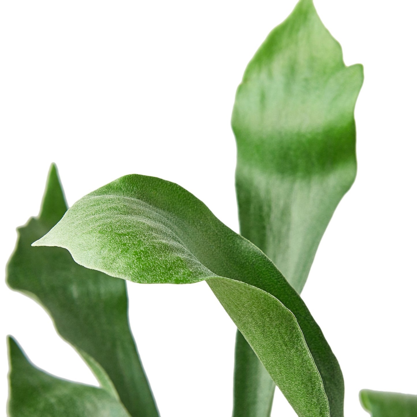 Staghorn Fern – Unique Mounted Decorative Indoor Plant