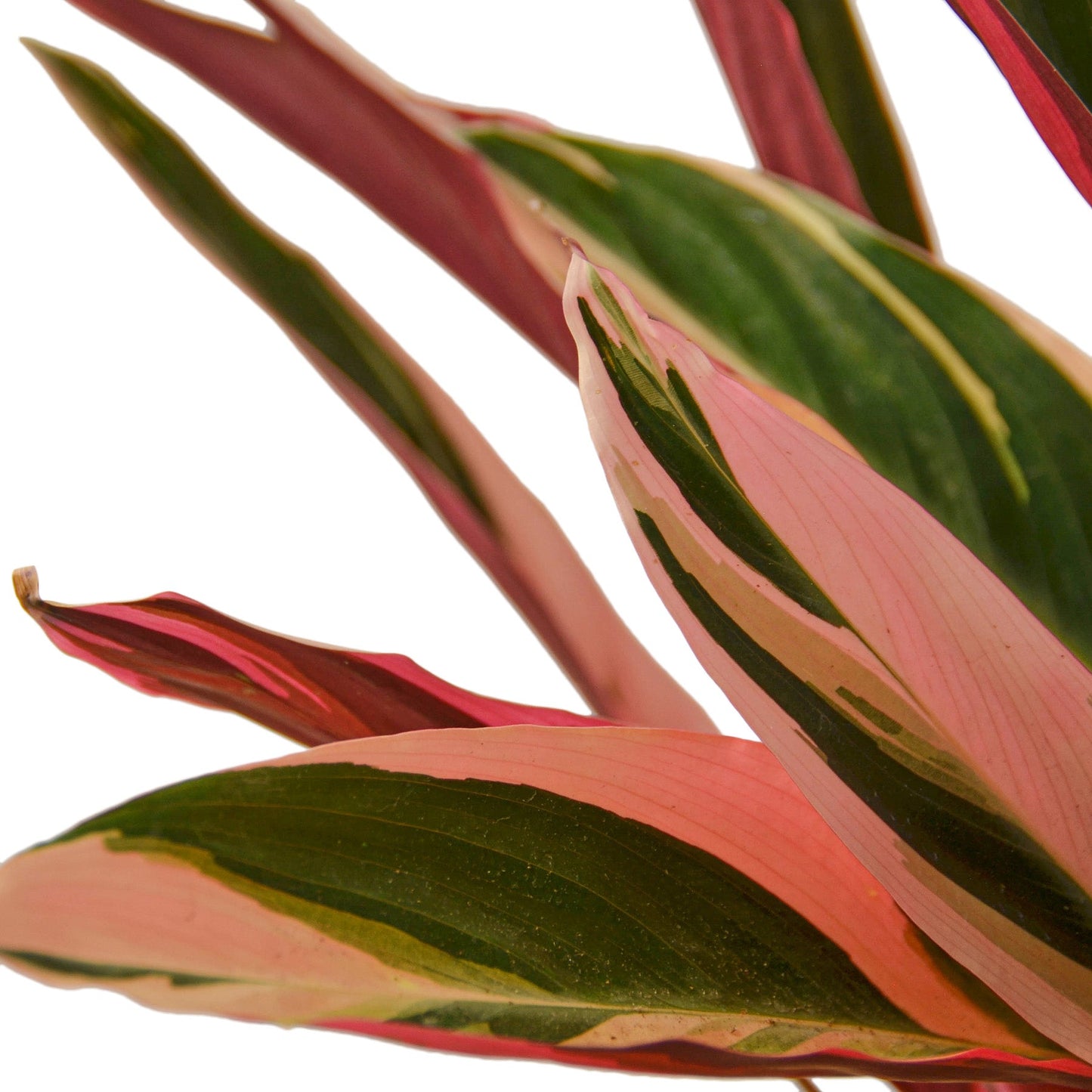 Stromanthe Triostar – Colorful Tropical Decorative Indoor Plant
