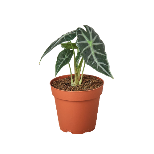 A potted Alocasia Amazonica 'Bambino' plant with narrow, arrowhead-shaped, green leaves with white veins, and burgundy backsides.