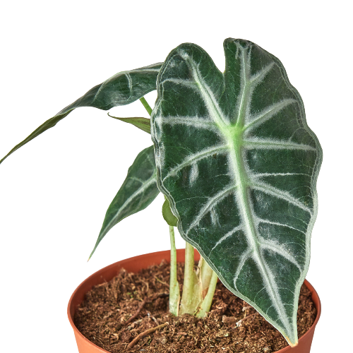 Alocasia Amazonica 'Bambino'