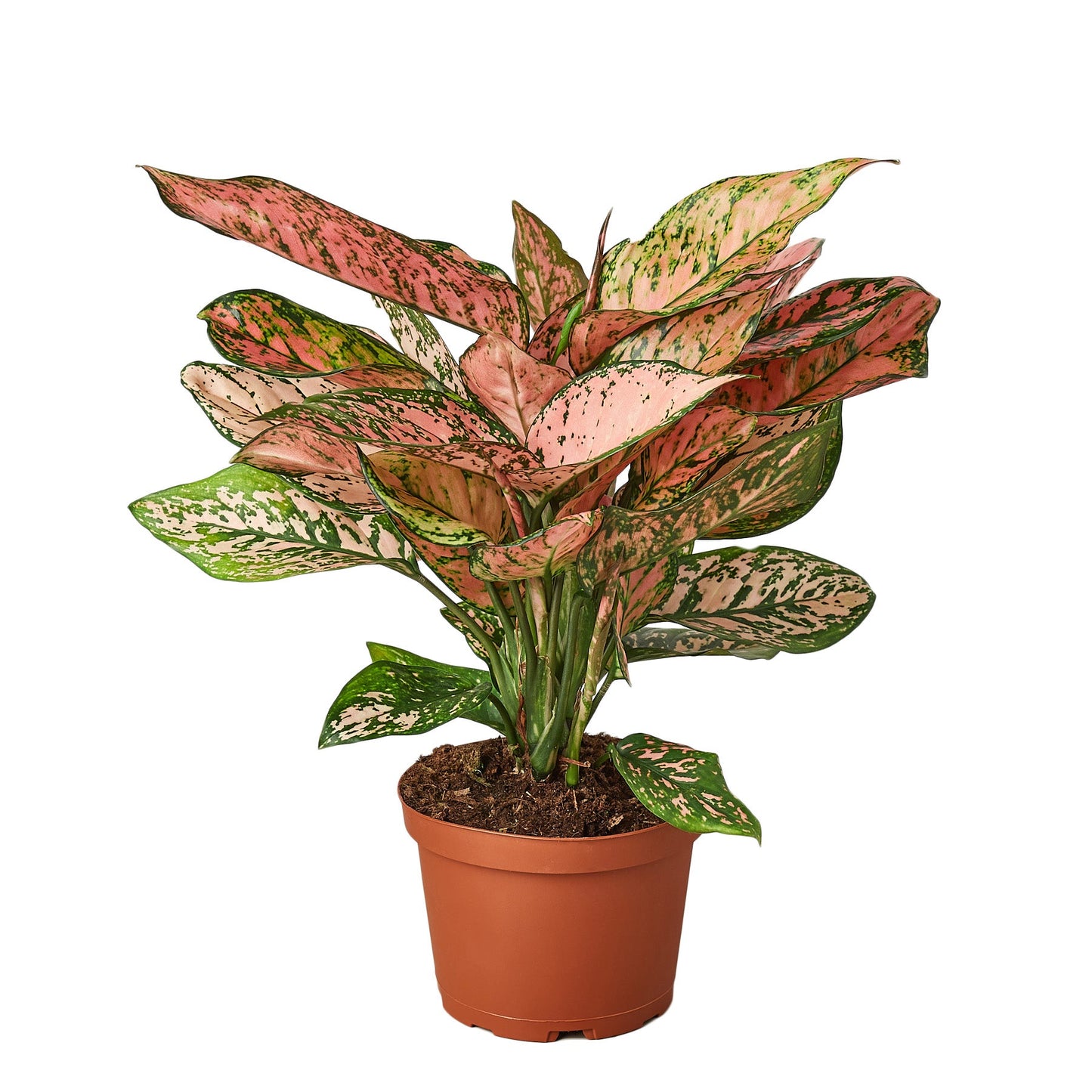 Aglaonema Lady Valentine