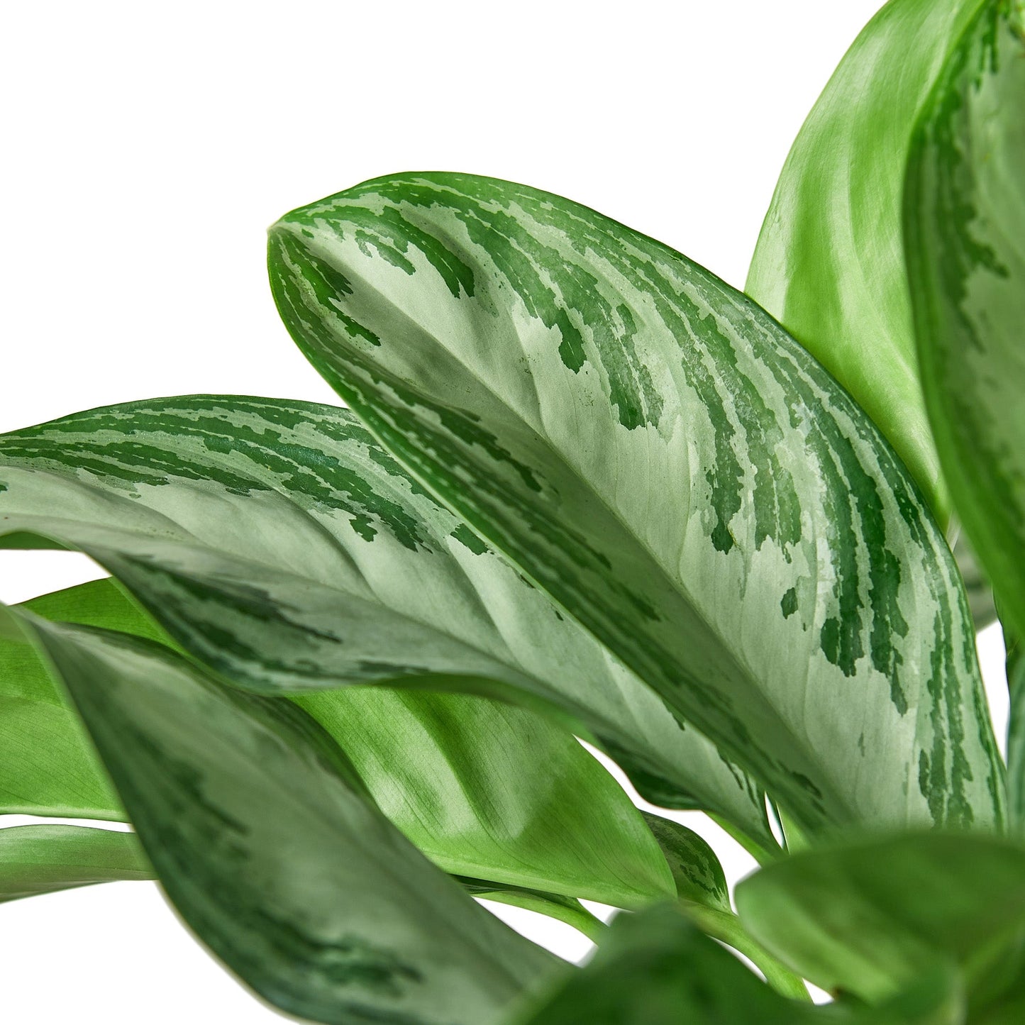 Chinese Evergreen ‘Silver Bay’ – Decorative Air-Purifying Indoor Plant