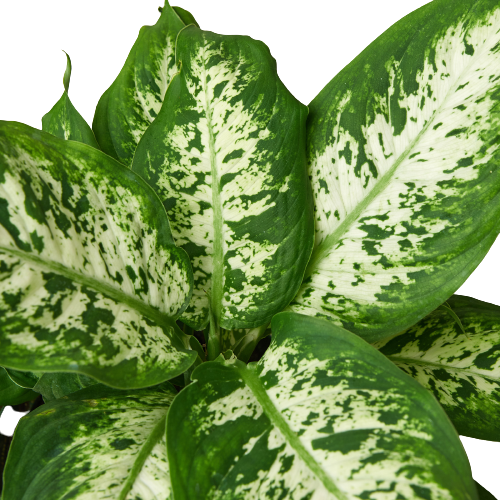 Dieffenbachia 'Nieve tropical'