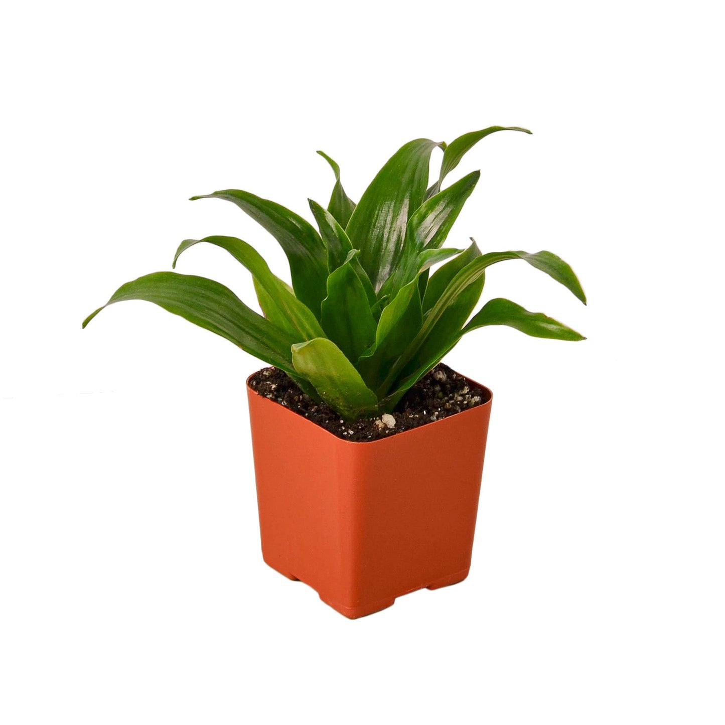Dracena 'Janet Craig'