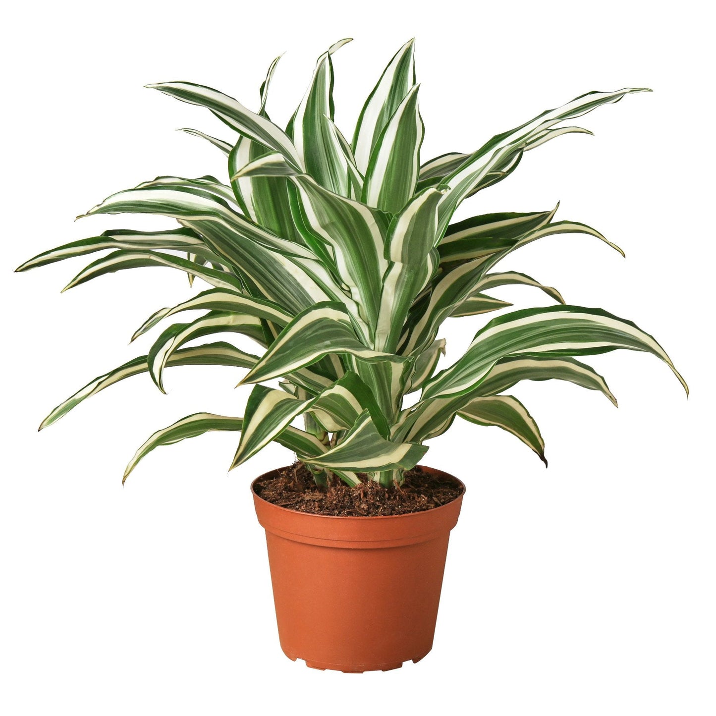 Dracaena 'Joya Blanca Warneckii'