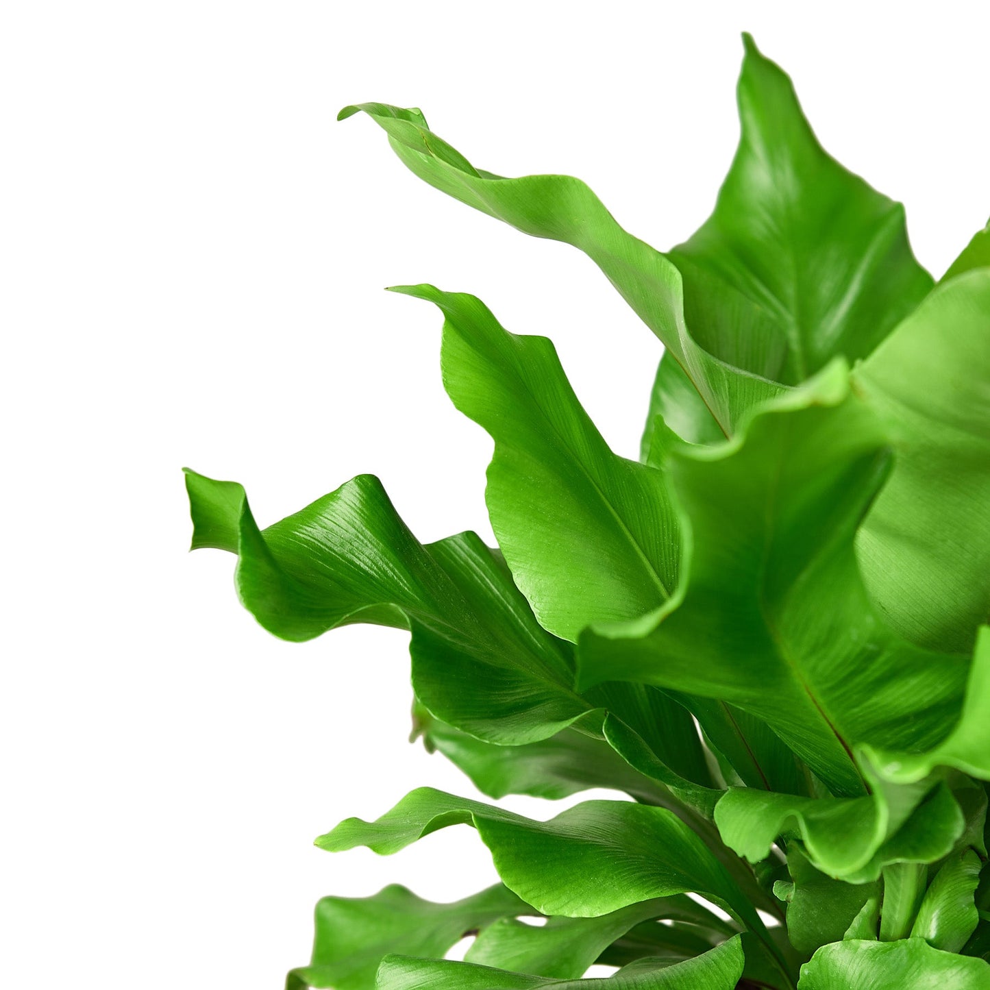 Bird's-Nest Nidus Fern