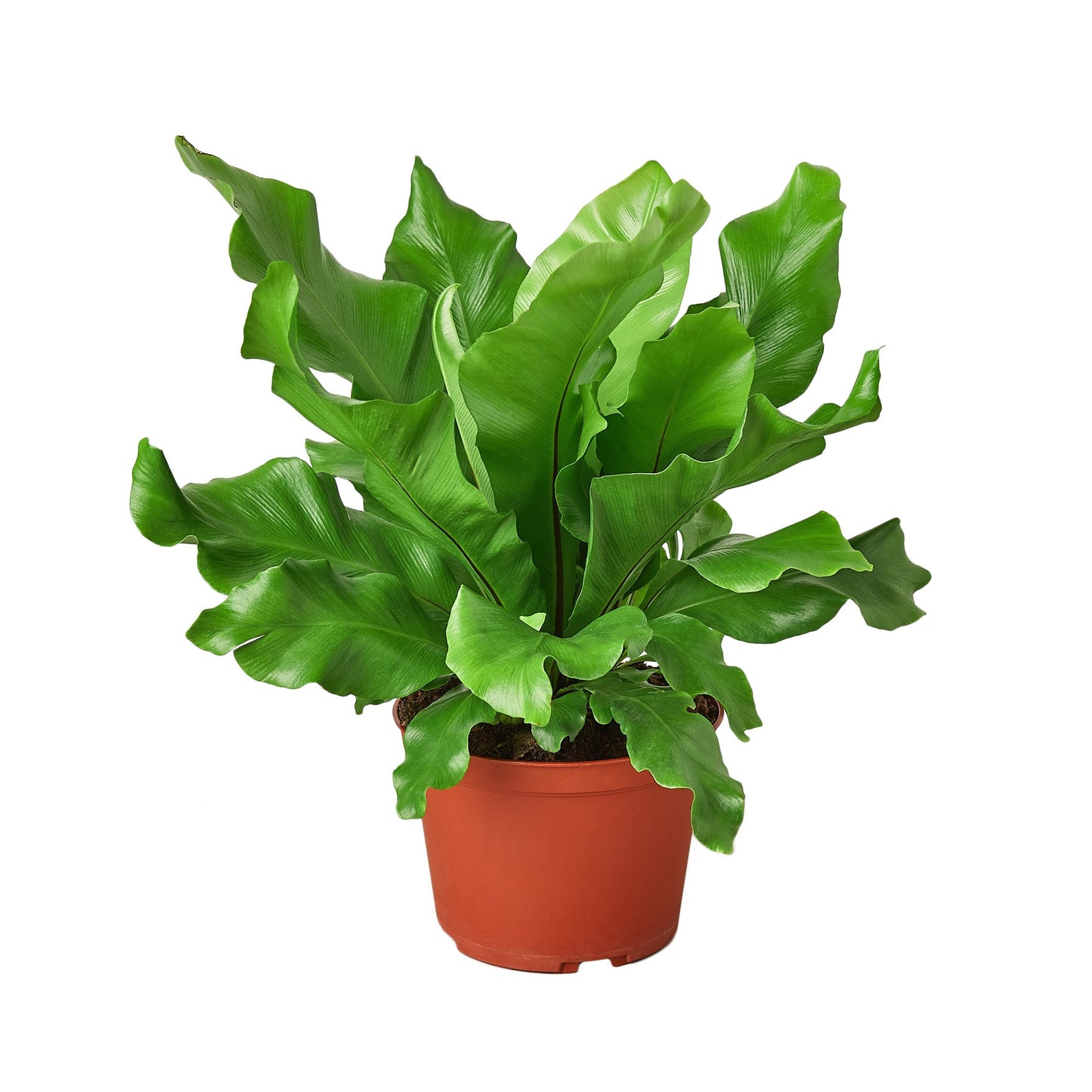 Bird's-Nest Nidus Fern