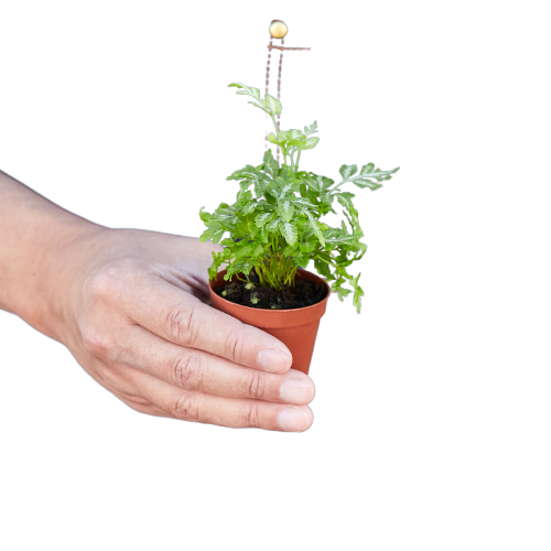 Helecho 'Encaje plateado'