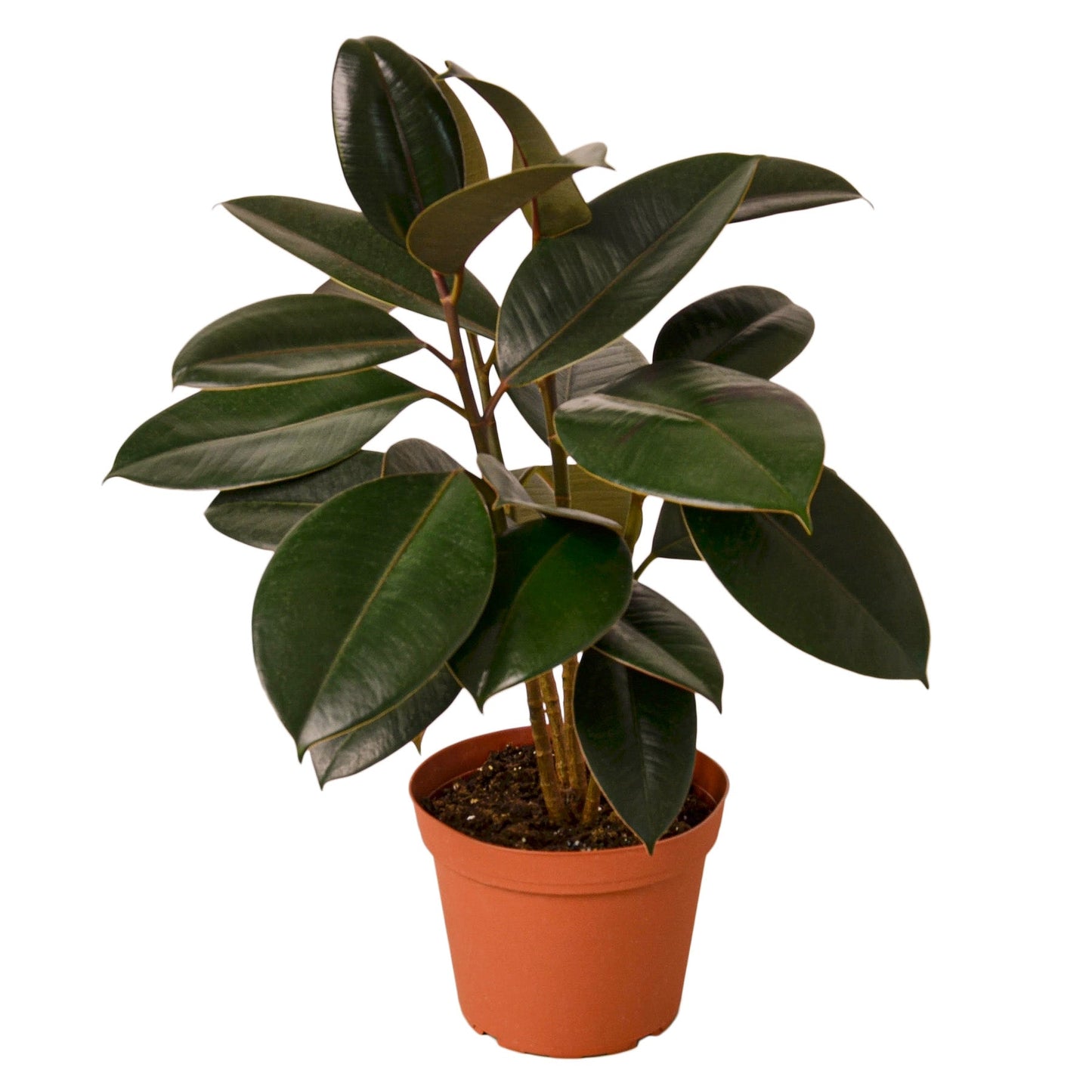 Ficus Elastica ‘Burgundy’ – Rubber Plant Decorative Indoor Plant