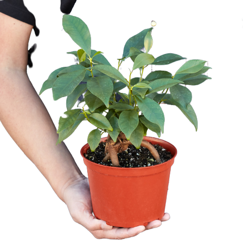 Ficus 'ginseng'