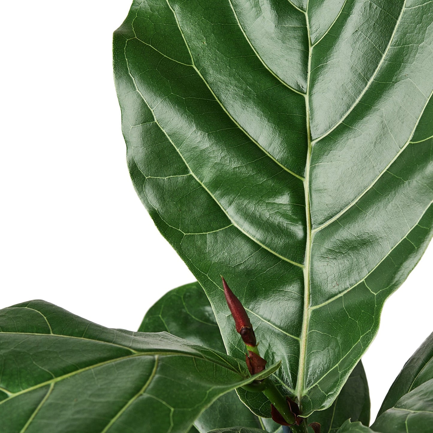 Ficus Lyrata 'Fiddle Leaf Fig' - Maceta de 6" - SÓLO MACETA DE VIVERO