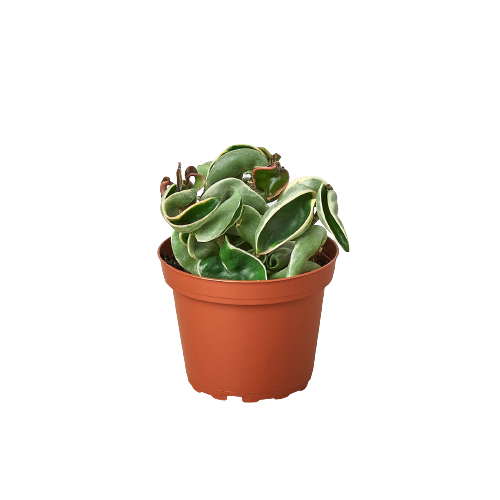 Hoya ‘Rope Plant’ Variegated – Rare Trailing Indoor Houseplant