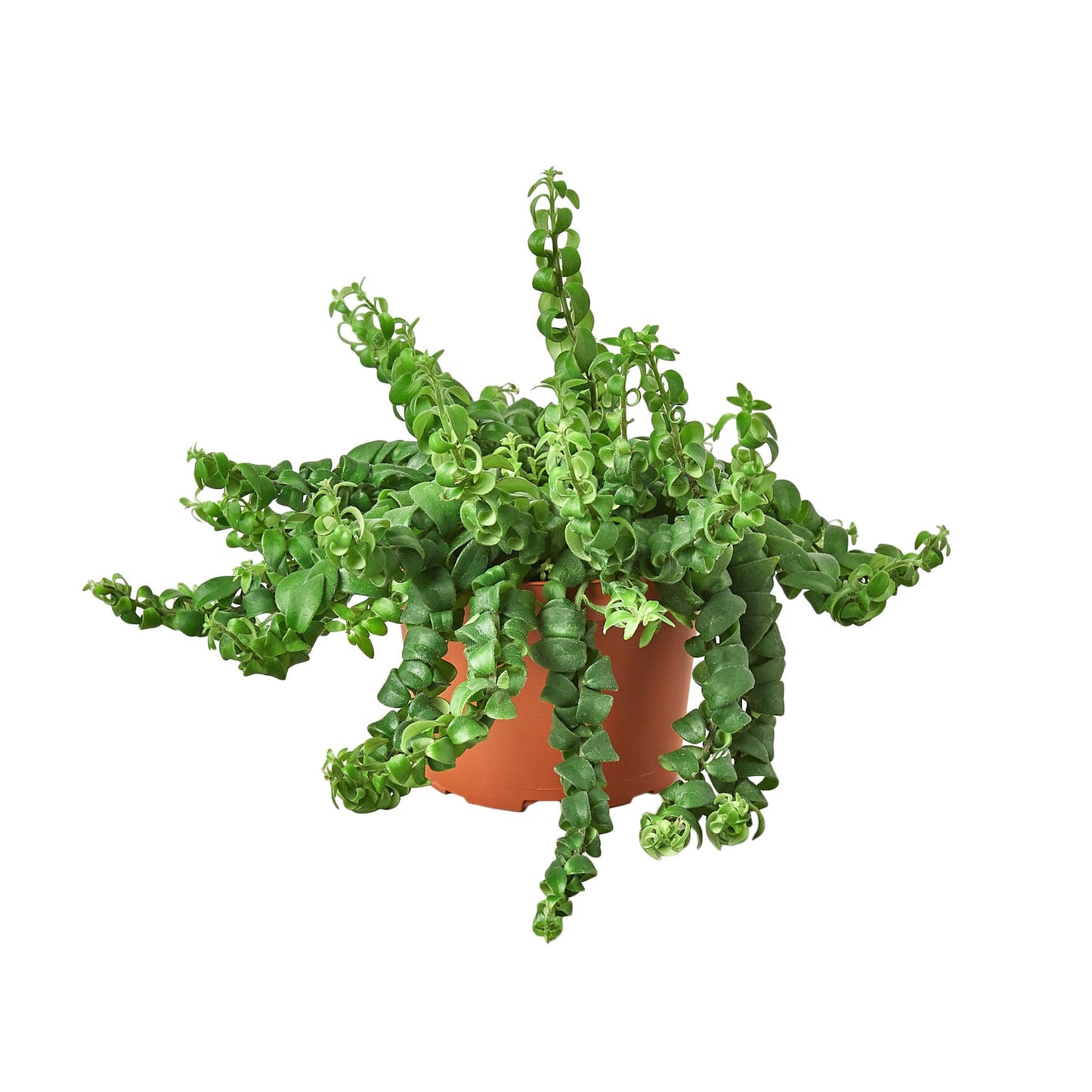 Curly Lipstick Plant – Flowering Trailing Indoor Houseplant