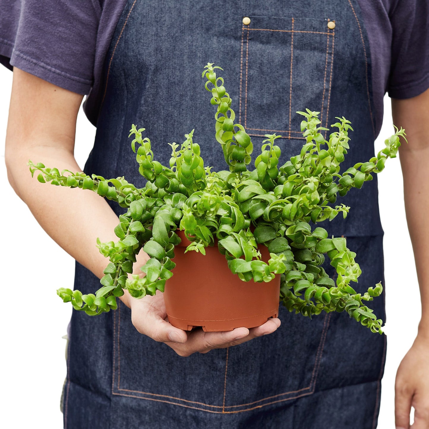 Curly Lipstick Plant – Flowering Trailing Indoor Houseplant