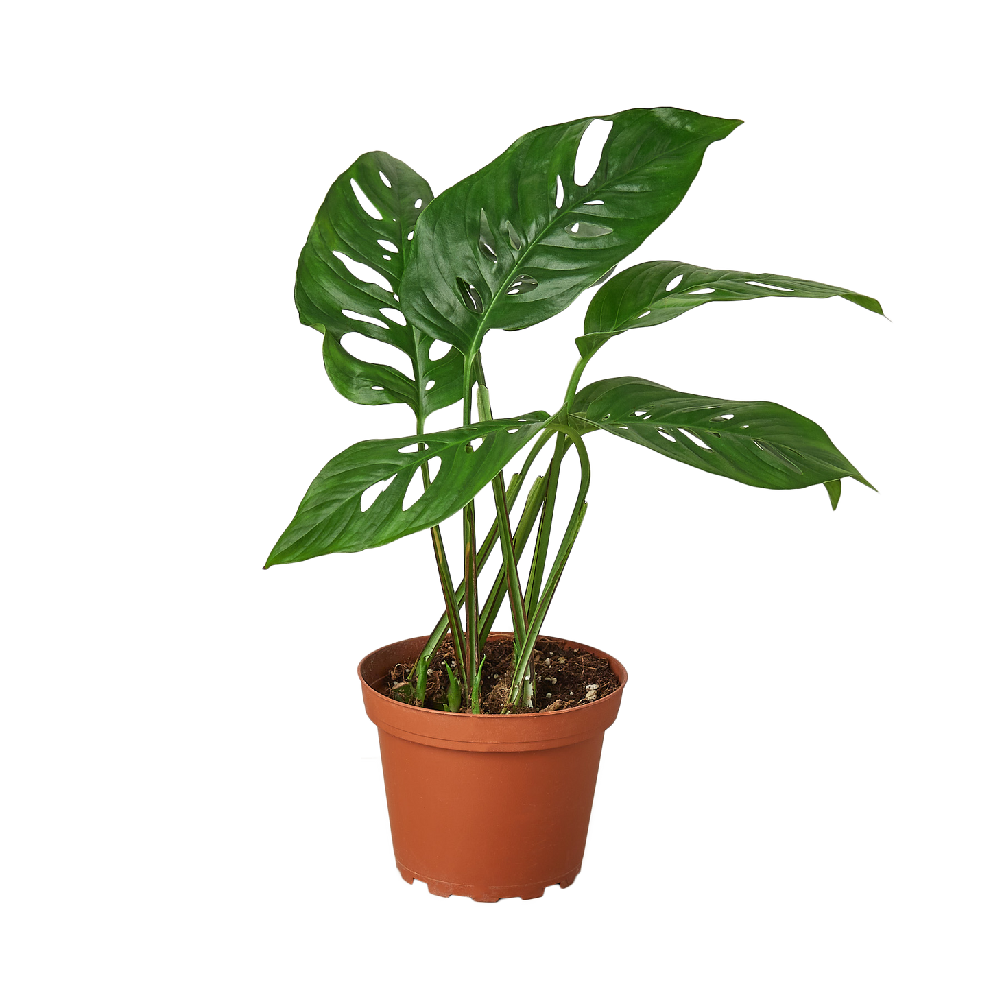 Monstera Adansonii ‘Swiss Cheese’ – Popular Trailing Indoor Houseplant