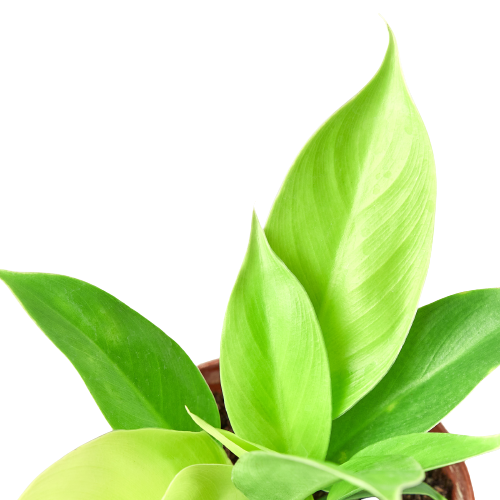 Filodendro 'claro de luna'