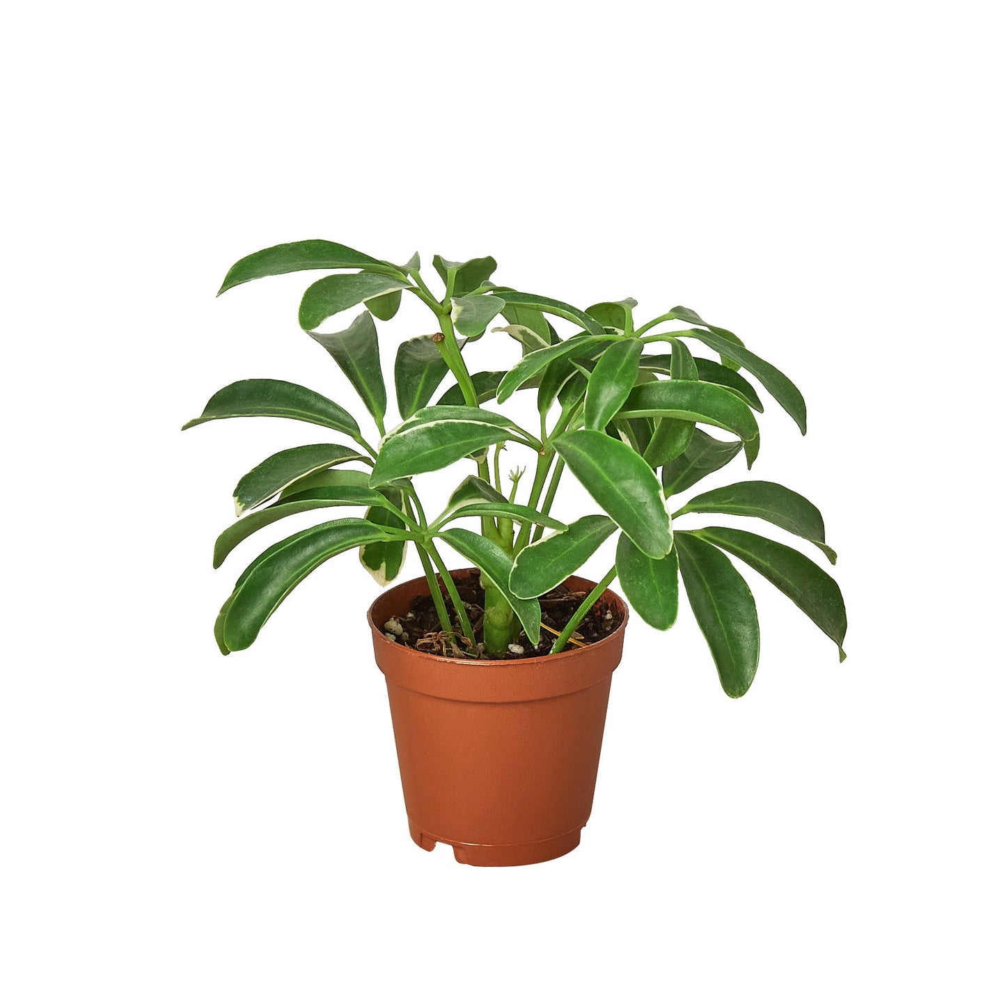 Schefflera Arboricola ‘Umbrella Plant’ – Hardy Decorative Indoor Plant