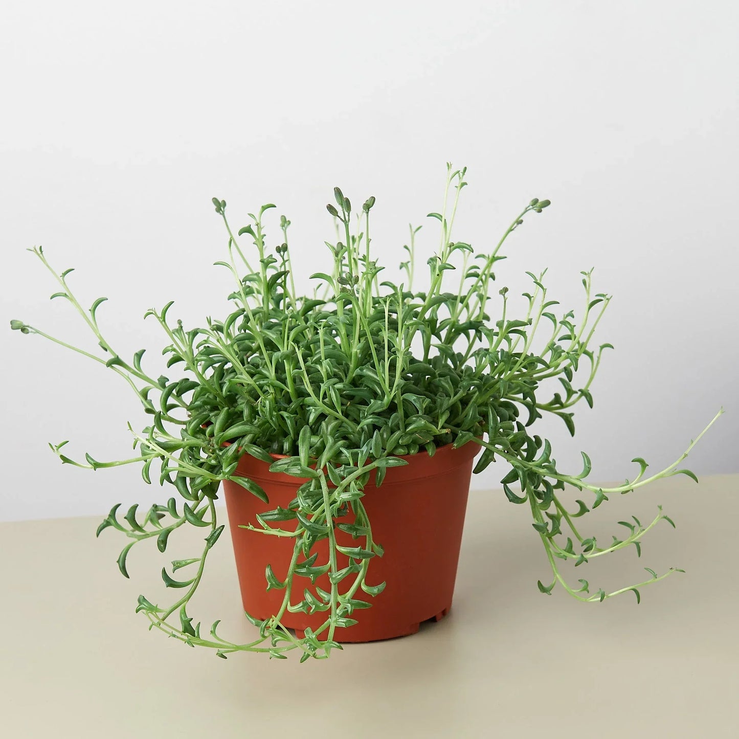 Succulent ‘String of Dolphins’ – Unique Trailing Indoor Succulent Plant